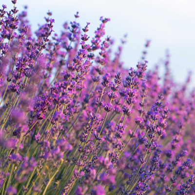 Ritual Facial y Corporal Flores de la Provenza