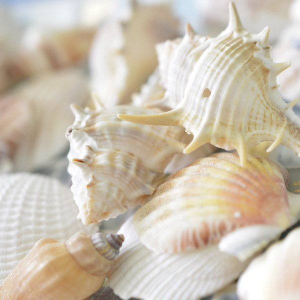 Masaje Spa con Caracolas Marinas.